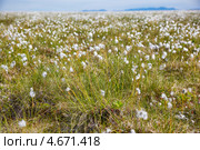 Пушица (Eriophorum) - Хлопковая трава  в тундре. Стоковое фото, фотограф Сергей Пристяжнюк (Serg Zastavkin) / Фотобанк Лори