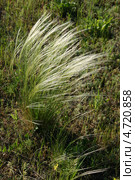 Ковыль цветет в степи (Ковылок, Stipa lessingiana) Стоковое фото, фотограф Щеголева Ольга / Фотобанк Лори