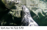 Морские котики под водой. Стоковое видео, видеограф Михаил Коханчиков / Фотобанк Лори