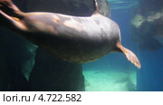 Морской котик под водой. Стоковое видео, видеограф Михаил Коханчиков / Фотобанк Лори