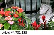 Цветы антуриума (лат. Anthurium) и гузмании (лат. Guzmania) у фонтана в оранжерее парка Кёкенхоф, Голландия. Стоковое видео, видеограф Виктория Катьянова / Фотобанк Лори