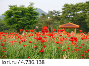 Весенний пейзаж. Красный мак ( papaver ) цветет на поляне весной. Стоковое фото, фотограф Ольга Липунова / Фотобанк Лори