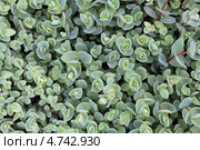 Очиток Эверса (Sedum ewersii), фон. Стоковое фото, фотограф Игорь Долгов / Фотобанк Лори