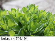 Очиток видный или Седум (Sedum spectabile). Молодые побеги. Стоковое фото, фотограф Евгений Мухортов / Фотобанк Лори