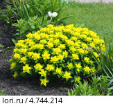 Молочай (лат. Euphórbia) — самый большой род растений семейства Молочайные (Euphorbiaceae) Стоковое фото, фотограф Евгений Мухортов / Фотобанк Лори