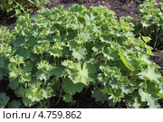 Манжетка ( Alchemílla) — род многолетних травянистых растений семейства Розовые (Rosaceae) Стоковое фото, фотограф Евгений Мухортов / Фотобанк Лори