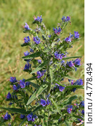Синяк обыкновенный, или румянка (Echium vulgare). Цветущее растение. Стоковое фото, фотограф Щеголева Ольга / Фотобанк Лори