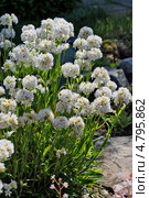 Лихнис вискария ( Lychnis viscaria ). Корневищный неприхотливый многолетник из семейства Гвоздичные. Стоковое фото, фотограф Евгений Мухортов / Фотобанк Лори