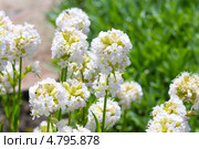 Лихнис вискария ( Lychnis viscaria ). Корневищный неприхотливый многолетник из семейства Гвоздичные. Стоковое фото, фотограф Евгений Мухортов / Фотобанк Лори