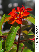 Молочай (Euphórbia) — самый большой род растений семейства Молочайные (Euphorbiaceae) Стоковое фото, фотограф Евгений Мухортов / Фотобанк Лори