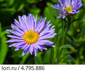 Астра альпийская (Aster alpinus)  — многолетнее корневищное травянистое или полукустарниковое растение. Стоковое фото, фотограф Евгений Мухортов / Фотобанк Лори