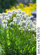 Лихнис вискария ( Lychnis viscaria ). Корневищный неприхотливый многолетник из семейства Гвоздичные. Стоковое фото, фотограф Евгений Мухортов / Фотобанк Лори