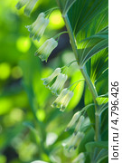 Купена лекарственная, соломонова печать, Polygonatum odoratum. Стоковое фото, фотограф Короленко Елена / Фотобанк Лори