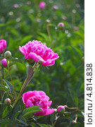 Пион молочноцветковый ( Paeonia lactiflora) — вид травянистых многолетних растений рода Пион семейства Пионовые (Paeoniaceae). Цветущий куст. Стоковое фото, фотограф Евгений Мухортов / Фотобанк Лори
