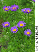 Астра альпийская (Aster alpinus)  — многолетнее корневищное травянистое или полукустарниковое растение. Стоковое фото, фотограф Евгений Мухортов / Фотобанк Лори