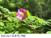 Шиповник ( Rósa) — род растений семейства Розовые (Rosaceae) порядка Розоцветные (Rosales) Стоковое фото, фотограф Евгений Мухортов / Фотобанк Лори