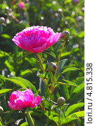 Пион молочноцветковый ( Paeonia lactiflora) — вид травянистых многолетних растений рода Пион семейства Пионовые (Paeoniaceae). Цветущий куст. Стоковое фото, фотограф Евгений Мухортов / Фотобанк Лори