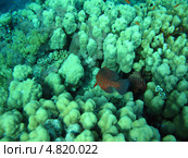 Рыбки красного моря. Стоковое фото, фотограф Робул Дмитрий / Фотобанк Лори