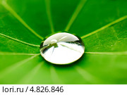 Капля воды на зеленом листе. Стоковое фото, фотограф Иван Михайлов / Фотобанк Лори