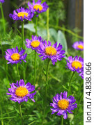 Астра альпийская (Aster alpinus)  — многолетнее корневищное травянистое или полукустарниковое растение. Стоковое фото, фотограф Евгений Мухортов / Фотобанк Лори