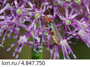 Жук-пожарник (Cantharis rustica) на цветке декоративного лука. Стоковое фото, фотограф Елена Коромыслова / Фотобанк Лори