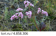 Гониолимон красивый, или углостебельник на берегу Байкала (лат. Goniolimon speciosum (L.) Boiss) Стоковое видео, видеограф Виктория Катьянова / Фотобанк Лори