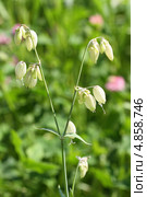 Смолёвка обыкновенная, или Хлопушка (Silene vulgaris) Стоковое фото, фотограф Григорий Писоцкий / Фотобанк Лори