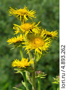 Девясил высокий (Inula helenium) Стоковое фото, фотограф Елена Коромыслова / Фотобанк Лори