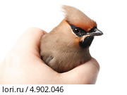 Свиристель, Bombycilla garrulus, Waxwing. Стоковое фото, фотограф Василий Вишневский / Фотобанк Лори