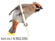 Свиристель, Bombycilla garrulus, Waxwing. Стоковое фото, фотограф Василий Вишневский / Фотобанк Лори