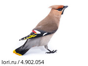 Свиристель, Bombycilla garrulus, Waxwing. Стоковое фото, фотограф Василий Вишневский / Фотобанк Лори