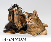 Котёнок и щенок йоркширского терьера. Стоковое фото, фотограф Vladimir Suponev / Фотобанк Лори