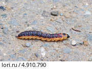 Гусеница древоточца ползет по асфальту (лат. Cossus cossus) Стоковое фото, фотограф ivolodina / Фотобанк Лори