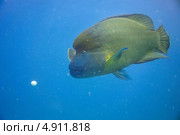 Рыба Наполеон (Cheilinus undulatus) самец и яйцо. Стоковое фото, фотограф Роман Прохоров / Фотобанк Лори