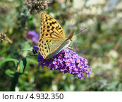 Бабочка Перламутровка Пандора  (лат. Argynnis pandora) Стоковое фото, фотограф Анна Мишина / Фотобанк Лори