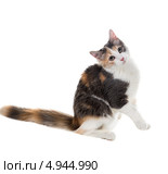 Трехцветная кошечка сидит с наклоненной головой и приподняв одну лапку. Стоковое фото, фотограф Ирина Кожемякина / Фотобанк Лори