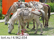 Непальские лошади пасущиеся на лужайке (2012 год). Стоковое фото, фотограф Ready-made / Фотобанк Лори