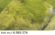 Плавающие головастики под водой. Стоковое видео, видеограф V.Ivantsov / Фотобанк Лори