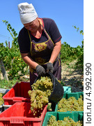 Сборщицы белого винограда Pinot Blanc (Пино Блан), на плантации компании "Абрау Дюрсо", Новороссийск (2013 год). Редакционное фото, фотограф Игорь Архипов / Фотобанк Лори