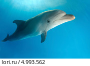 Дельфин Черноморская Афалина (Tursiops truncatus) Стоковое фото, фотограф Некрасов Андрей / Фотобанк Лори
