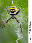Аргиопа Брюнниха, или паук-оса (лат. Argiope bruennichi) Стоковое фото, фотограф Александр Романов / Фотобанк Лори