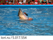 Пара дельфинов танцует с мячами (Tursiops truncatus ponticus) Стоковое фото, фотограф Щеголева Ольга / Фотобанк Лори