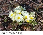 Примула (лат. Primula) Стоковое фото, фотограф Анна Маркова / Фотобанк Лори