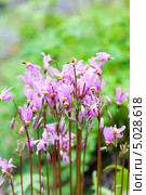 Цветы додекатеона обыкновенного (Dodecatheon meadia) Стоковое фото, фотограф Наталия Шевченко / Фотобанк Лори