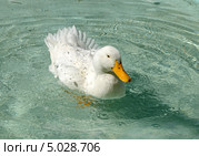 Белая пекинская утка отряхивается в воде. Стоковое фото, фотограф Валерия Попова / Фотобанк Лори