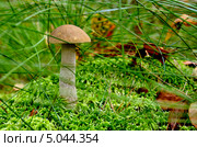 Подберёзовик обыкновенный (лат. Leccinum scabrum) на моховой кочке. Стоковое фото, фотограф Сергей Трофименко / Фотобанк Лори