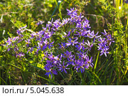 Солонечник точечный (Galatella punctata. Aster punctatus Waldst. et Kit.). Дикорастущие растения Сибири. Стоковое фото, фотограф Евгений Мухортов / Фотобанк Лори