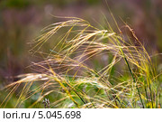 Ковыль-волосатик или Ковыль волосовидный, или Тырса ( Stipa capillata) Стоковое фото, фотограф Евгений Мухортов / Фотобанк Лори