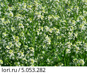 Лобулярия приморская (Бурачок морской, Газунница приморская, Лобулярия морская) (2013 год). Редакционное фото, фотограф Анна Мартынова / Фотобанк Лори