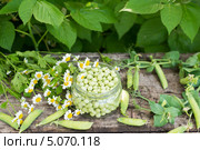 Консервирование зеленого горошка в домашних условиях. Стоковое фото, фотограф Володина Ольга / Фотобанк Лори